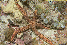 sea star